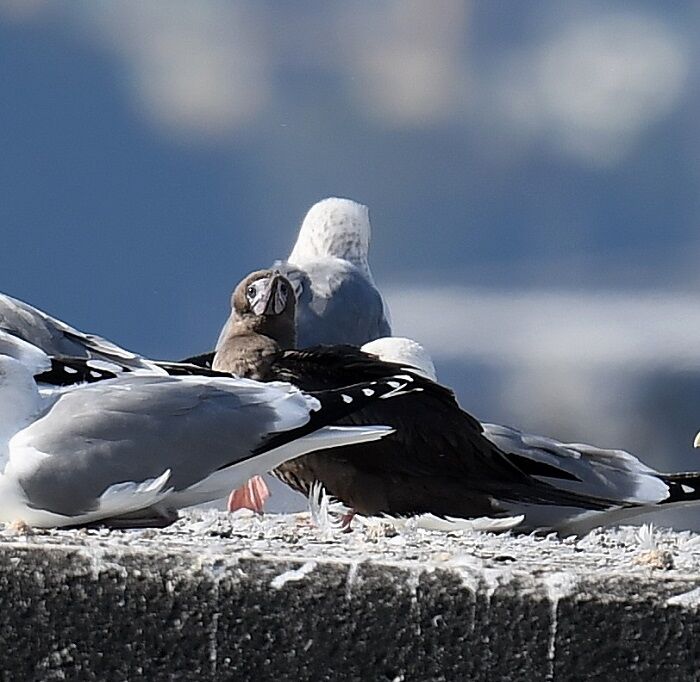 アカアシカツオドリⅠ幼鳥 : toritorijin1015の鳥探し