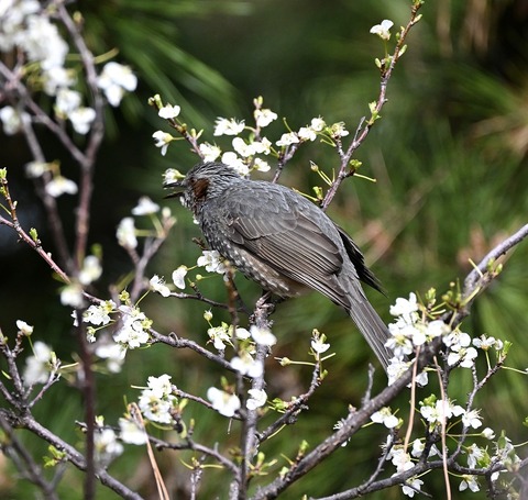 DSC_6460.jpg1