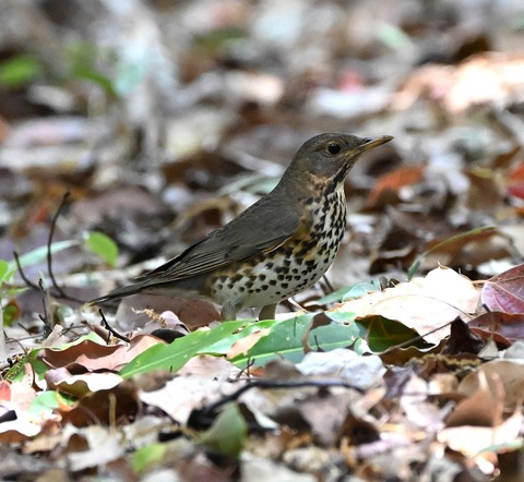 DSC_1690.jpg1