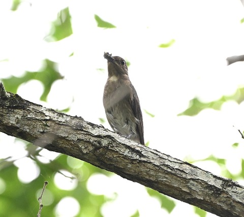 DSC_9676.jpg1