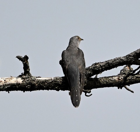 DSC_3260.jpg1