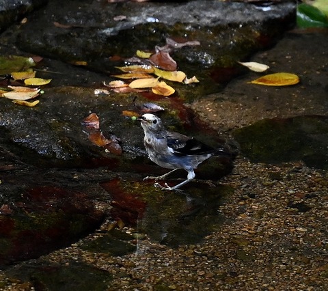 DSC_62331