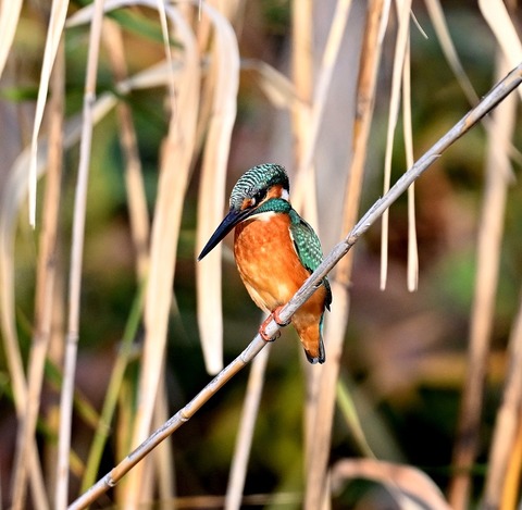 DSC_7038.jpg1