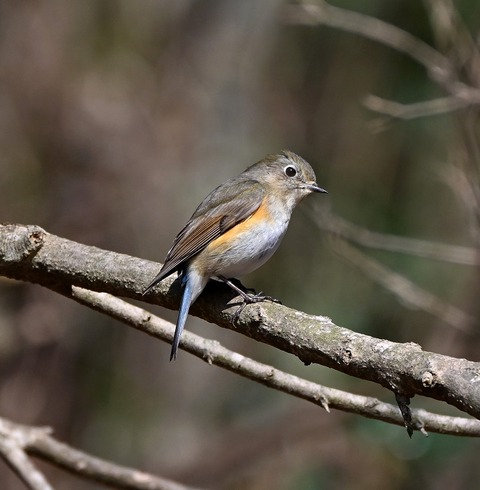 DSC_5330.jpg1