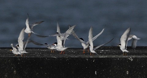 DSC_2005.jpg1