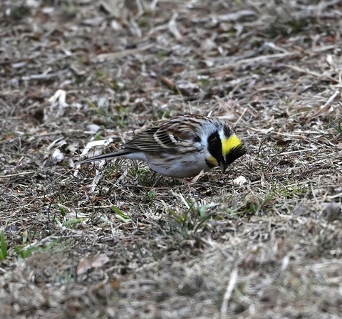 DSC_0883.jpg1