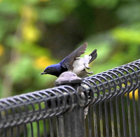 DSC_0253.jpg1