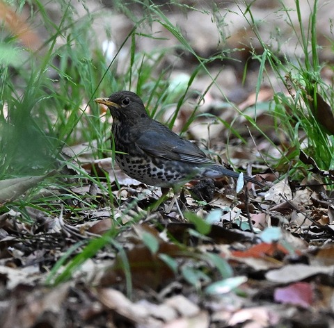 DSC_1723.jpg1