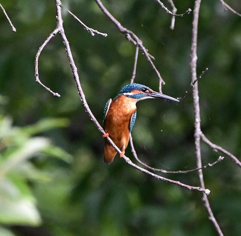 DSC_2331.jpg1