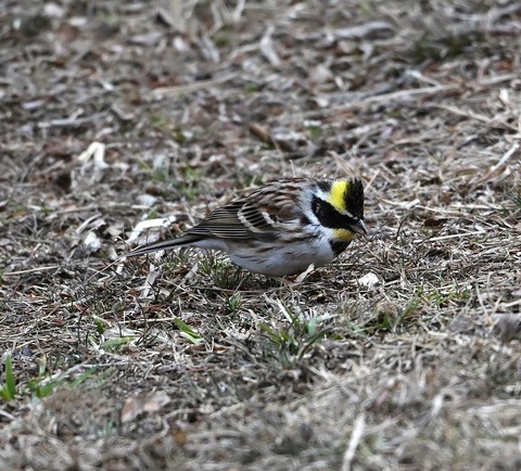 DSC_0881.jpg1