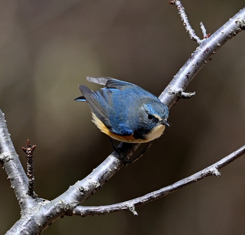DSC_0843.jpg1
