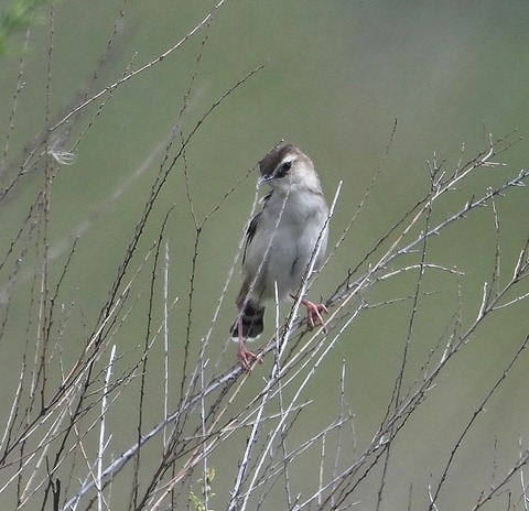 DSC_3026.jpg1