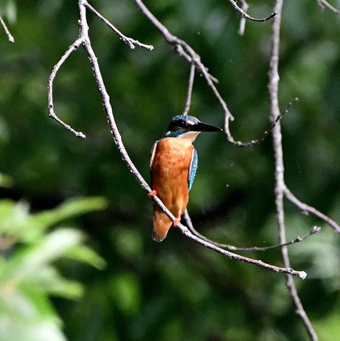 DSC_2309.jpg1