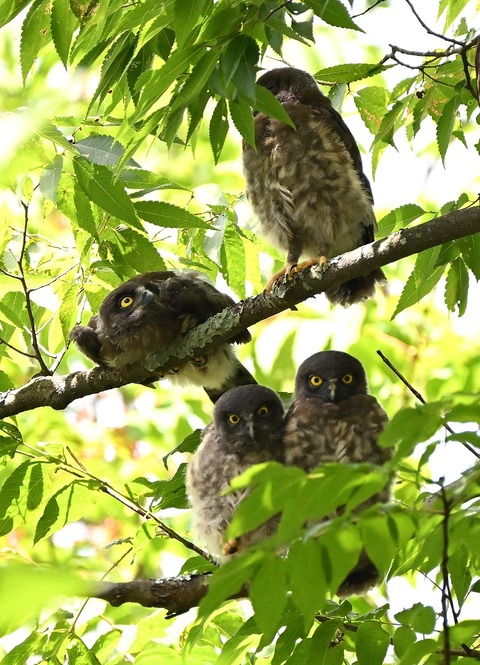 DSC_1593.jpg1