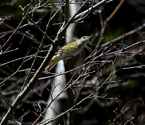 DSC_7042.jpg1