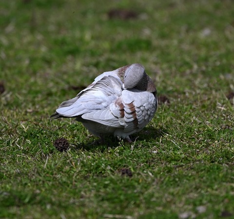 DSC_6622.jpg1