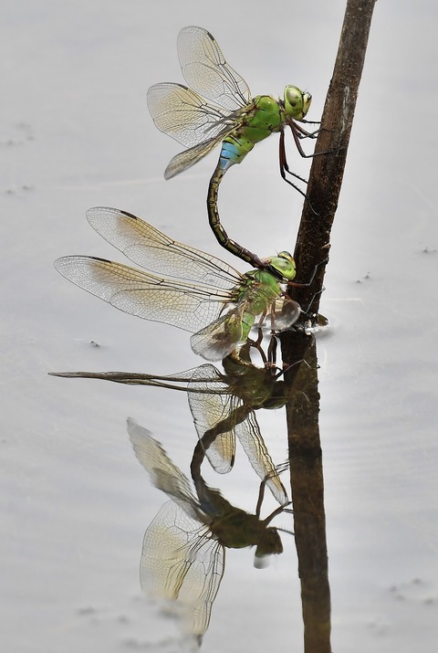 DSC_43131ｷﾞﾝﾔﾝﾏ