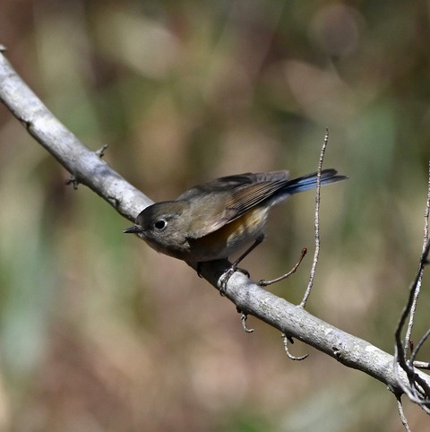 DSC_5281.jpg1