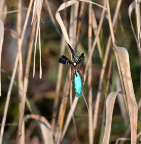 DSC_7087.jpg1