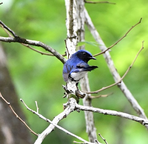DSC_9990.jpg1
