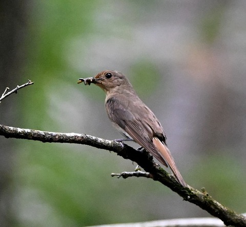 DSC_9849.jpg1