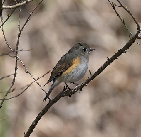 DSC_5335.jpg1