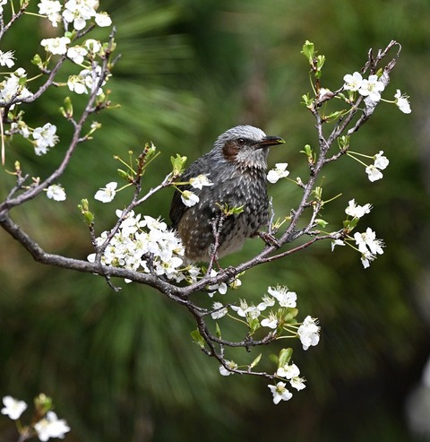 DSC_6475.jpg1