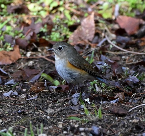 DSC_5259.jpg1