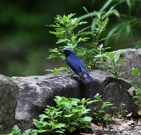 DSC_0049.jpg1