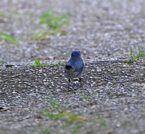 DSC_0107.jpg1