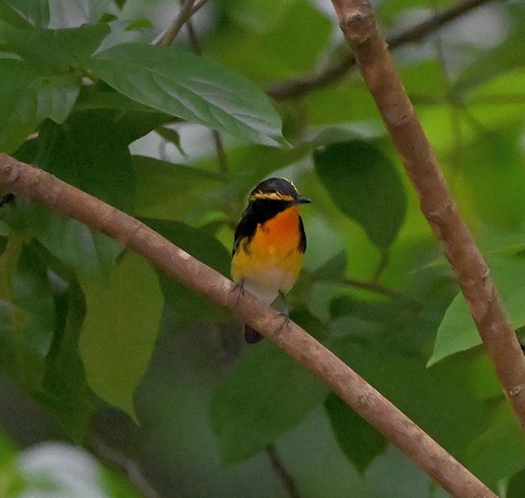 DSC_0271.jpg1
