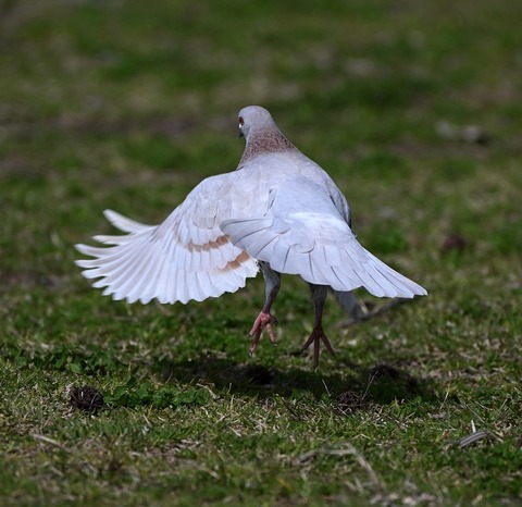 DSC_6628.jpg1