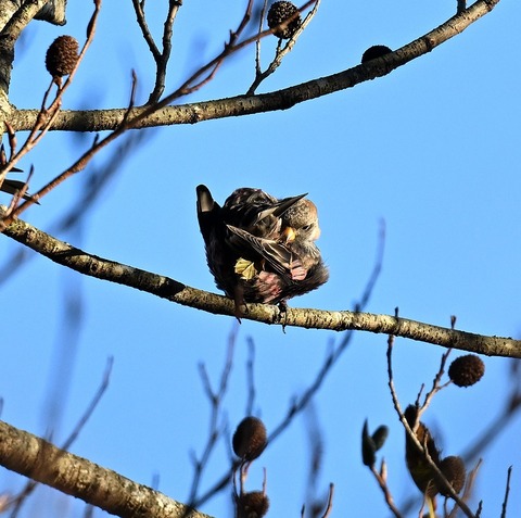 DSC_7822.jpg1
