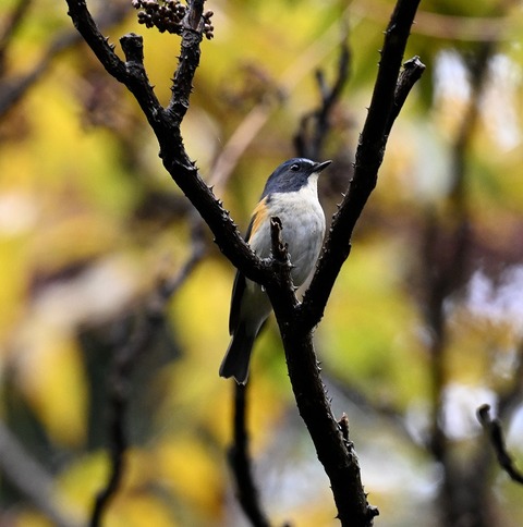 DSC_6605.jpg1