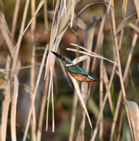 DSC_7089.jpg1