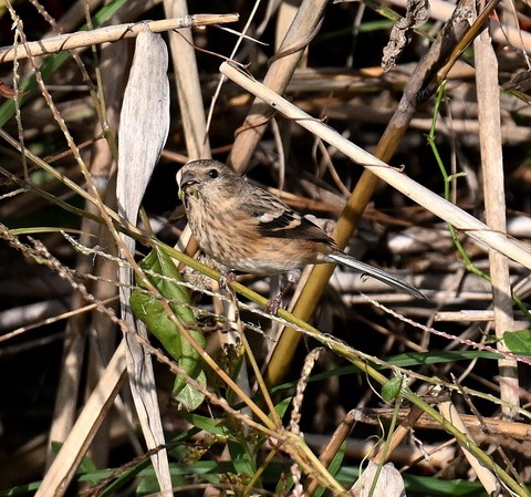 DSC_7136.jpg1
