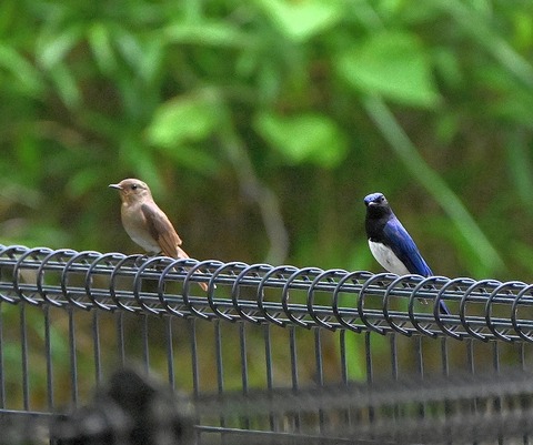 DSC_0118.jpg1
