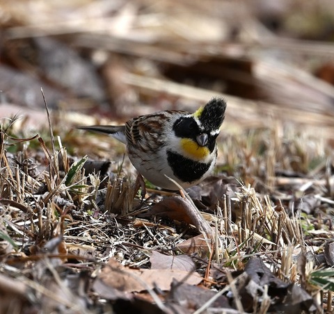 DSC_0813.jpg1