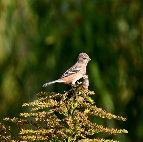 DSC_7277.jpg1