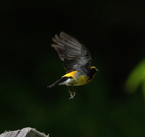 DSC_0285.jpg1