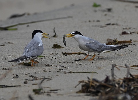DSC_2131.jpg1