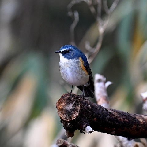 DSC_5110.jpg1
