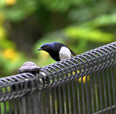 DSC_0252.jpg1