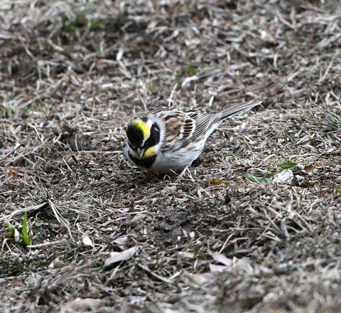 DSC_0904.jpg1