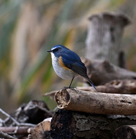 DSC_5133.jpg1