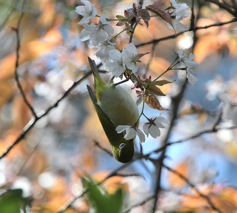 DSC_0116.jpg1