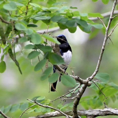 DSC_0037.jpg1