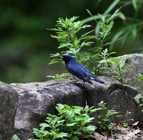 DSC_0059.jpg1