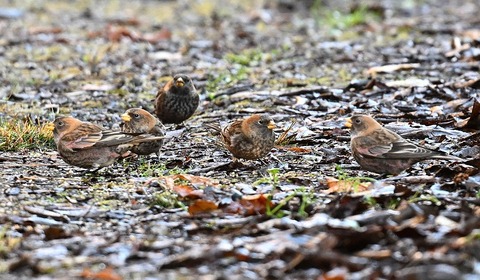 DSC_7560.jpg1