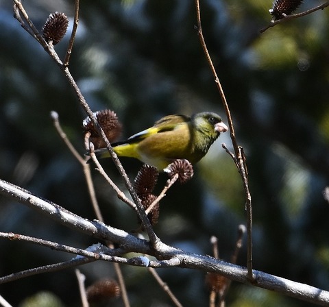 DSC_0035.jpg1